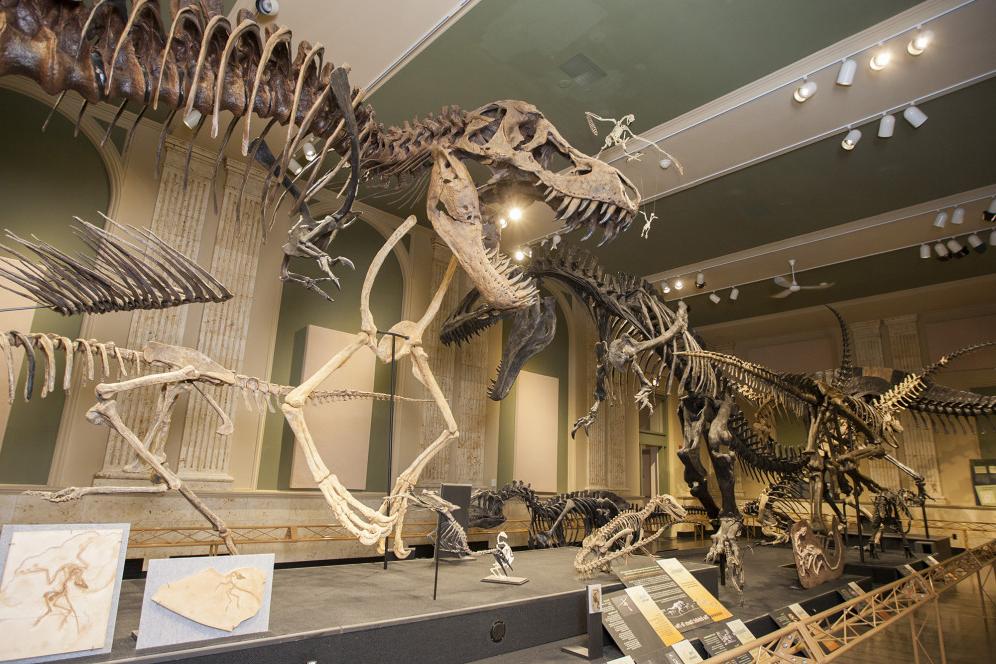 At the Dinosaur Discovery Museum, students can check out interactive exhibits, fossils, and life-...