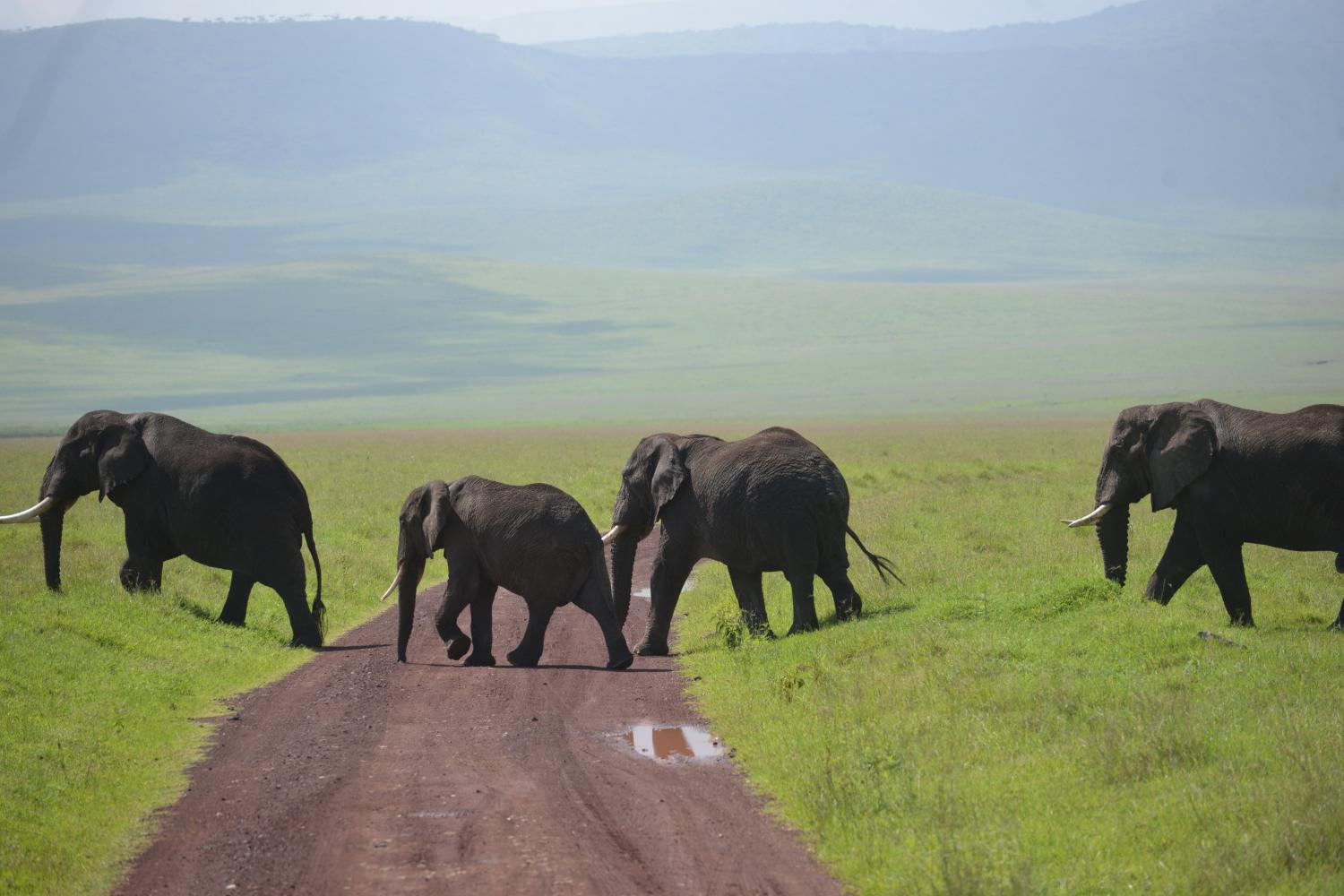 坦桑尼亚的大象