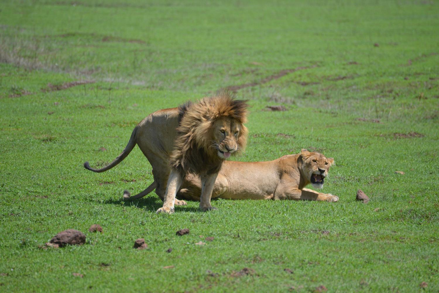 坦桑尼亚的狮子
